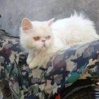 گربه|گربه|چابهار, |دیوار