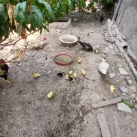 اردک مادر با جوجه