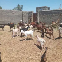 تعدادی بزهمراه با بزغاله به شرط