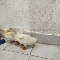 اردک