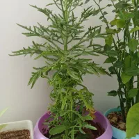 گل های آپارتمانی