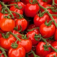 آبگیری گوجه جعفرپور