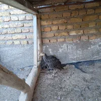 جوجهبوقلمون