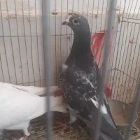 کفتر