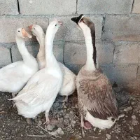قوقازخارجی