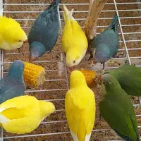 طوطی راهب تازه دونخور