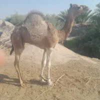 شتر