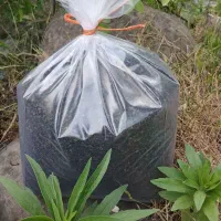 چایی امسال بهاره شمال