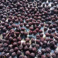آلبالو خشک‌پیوندی‌گوشتی