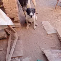 نوع نژادسگ ها موجود