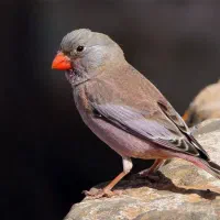 قناری آبادانی