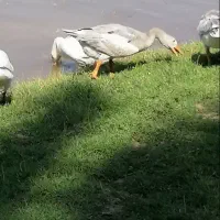 غاز و خروس