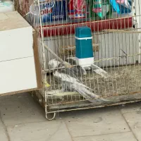 جفت عروس هلندی نزدیک تخم