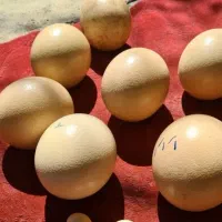 تخم شترمرغ