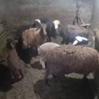 ۴راس گوسفند بره دار هر۴ بره نر هستن