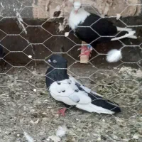 فروش فوری جفتش ۶۵۰