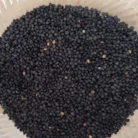 عدس سیاه درجه۱