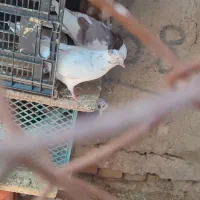 کبوتر|پرنده|هشتگرد, هشتگرد قدیم|دیوار