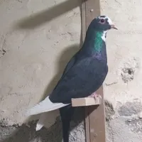 تعدادی کفتر گم ن.شده