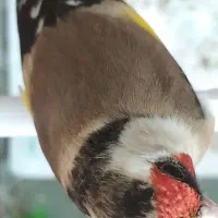 سهره ماده ترت ترت دورگ عتیغه