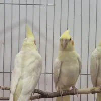 جوجه عروس هلندی دو ماهه دستی