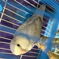 کوتوله برزیلی یاسی