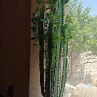 گل افوربیا قرمز و سبز