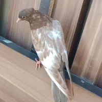 جوجه سینه سرخ چینگ سفیدسالم ذات بالادرست