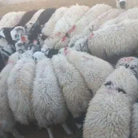 بره|حیوانات مزرعه|پاریز, |دیوار