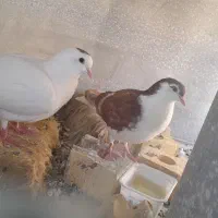 ساده سرخ