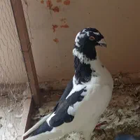سلام هرسه کبوتر نرهستندبه ضمانت نسل زرنگ