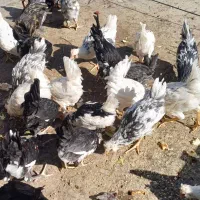 مرغ و خروس گلین