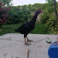 مرغ لاری