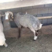 بره نر