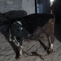 گوساله