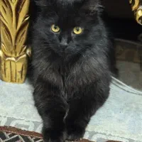 فروش گربه مشگی