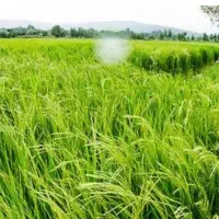 توناژ 3 برابری با کود ارگانیک