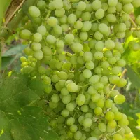 باغ-انگور-الماس-سبز-900-متر-سند-تک-برگ-نزدیک-شهر