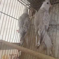 طوطی عروس