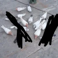 ۶کبوتر کل زرد