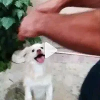 سگ پاکوتاه