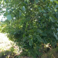 باغ ۳۰۰۰متری(۶باتمان) در بناب مرند