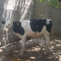 گاو وگوساله