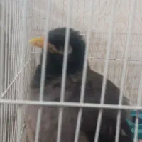 مرغ مینا