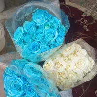 رز هلندی