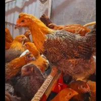 جوجه مرغ محلی  بزرگ