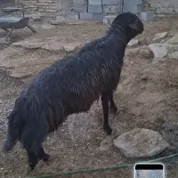 قوچ افشاری