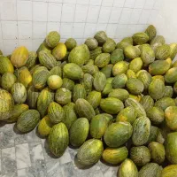 خربزه شیرین عسلی محولاتی