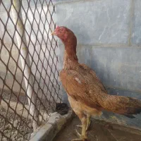 مرغ لاری