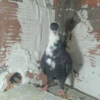 کفتر